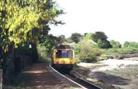 Laburnum at Lelant, April 1995.<br><br>[Ian Dinmore 13/04/1995]