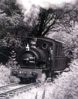 Talyllyn Railway No 3 takes a train through the woods near Abergynolwyn in July 1981.<br><br>[Colin Miller /07/1981]