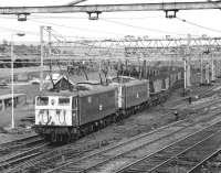 76010 and 76016 make up their train at Penistone (Barnsley  <br>
Junction) prior to forming the final 16:30 departure to Godley  <br>
Junction on Friday 17th July 1981. The loaded MGR coal wagons had come off the Barnsley line behind 45001 (probably in two trips) and would finish their journey to Fiddlers Ferry PS behind LMR diesel power. This may not have been the pair's last foray through the Pennines as the Woodhead Line didn't actually close until the end of the night shift the following morning.<br><br>[Bill Jamieson 17/07/1981]