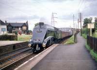 With only three miles to go, the non-stop London - Edinburgh <I>'Elizabethan'</I> passes through Joppa on a fine summer's day in August 1959. The locomotive is one of Kings Cross shed's corridor-tender A4 Pacifics, no 60028 <I>Walter K Whigham.</I> <br><br>[A Snapper (Courtesy Bruce McCartney) 08/08/1959]