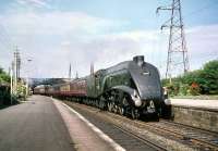 Haymarket A4 no 60027 <I>Merlin</I> makes a fine sight passing through Joppa on 8 August 1959 shortly after leaving Waverley.<br><br>[A Snapper (Courtesy Bruce McCartney) 08/08/1959]