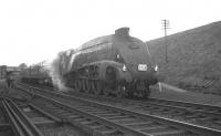 A4 no 60031 <I>Golden Plover</I> at Polmont on 18 April 1965 with The SLS/BLS Scottish Rambler No 4 railtour. The special was on its way from Glasgow Queen Street to Carlisle via Edinburgh and Hawick, returning to Glasgow later that day via the WCML. The Boness branch bay platform can be seen on the right [see image 11250].<br><br>[K A Gray 18/04/1965]