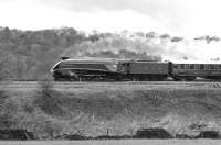  An A4 Locomotive Society railtour from Newcastle approaching Apperley Bridge Junction, east of Shipley, on 30 April 1977 behind 4498 <I>Sir Nigel Gresley</I> [See image 38421]<br><br>[Bill Jamieson 30/04/1977]