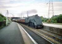 The peace is temporarily disturbed at Joppa station on 11 July 1959 as 60023 <I>'Golden Eagle'</I> passes through with a southbound train on the ECML.<br><br>[A Snapper (Courtesy Bruce McCartney) 11/07/1959]