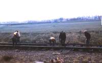 A permanent way squad at work on the outskirts of Fraserburgh in late 1974. <br><br>[David Spaven //1974]