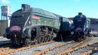 Renewing an old acquaintance. Gresley A4 Pacifics 60010 <I>Dominion of Canada</I> and 60008 <I>Dwight D Eisenhower</I> together in the sidings at NRM Shildon on 13 October 2012. <br><br>[Colin Alexander 13/10/2012]