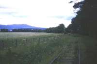 The overgrown remains of the long siding that once ran between Alness and Dalmore distillery, photographed on a summer evening in 1974. [See image 39001]<br><br>[David Spaven //1974]