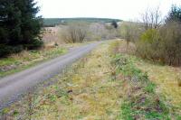 Scene at the north end of Riccarton Junction on 1st May 2012. The buffer stop timbers are still there amongst the undergrowth [see image 42515].<br><br>[Ewan Crawford 01/05/2012]