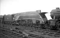 <I>'Say Aaarrrgghhhhh...'</I> Gateshead A4 no 60001 Sir Ronald Matthews in the yard at 52A in October 1964.<br><br>[K A Gray 17/10/1964]