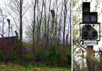 The Irvine  / Kilmarnock line closed in October 1965 and the track was lifted except for a fan of sidings between the Ayr / Glasgow line and the main road. Several years later the sidings themselves were lifted, but still two colour light signals which had protected the former junction remained. Now almost lost in the trees, here they are on 24 April 2013 - together with a close up.<br><br>[Colin Miller 24/04/2013]