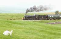 Half a mile north of Horton-in-Ribblesdale on a dull and overcast Wednesday 19th June, with <I>The Fellsman</I> running past hauled by 61994 <I>The Great Marquess</I>. The sun came out 2 minutes later... <I>baahhh!</I><br><br>[Jim Peebles 19/06/2013]