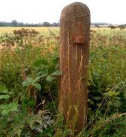 Looking past a rather less overgrown gatepost near Oundle station [see image 44393], the trackbed to Peterborough is conveniently marked across the field by tractor wheel tracks.<br><br>[Ken Strachan 21/07/2013]