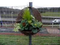 Saying it with flowers at Mount Vernon - adopted by the <I>Wise Wellbeing</I> project.<br><br>[John Yellowlees 30/01/2014]