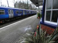 Spring is coming at Whitecraigs on St Valentines Day 2014.<br><br>[John Yellowlees 14/02/2014]