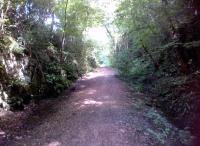 Remember last summer? This view looks North towards Hincaster in the cutting at Sandside [see image 45282], recently reopened as a foot or cycle path.<br><br>[Ken Strachan 29/07/2013]