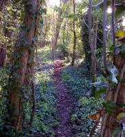 Should you wish for a break while driving along the A429 through Kemble, you could do worse than to follow this woodland path towards Windmill Road. This is the line from Cirencester [see image 32102 for the remaining stub]. Just be aware of the stiff climb up the embankment at this end.<br><br>[Ken Strachan 18/04/2014]