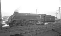 A4 Pacific no 60024 <I>Kingfisher</I> photographed on Ferryhill shed in 1966.<br><br>[K A Gray //1966]