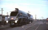 A4 60019 <I>Bittern</I> receiving attention at Ferryhill shed on 3 September 1966 after bringing in the BR (Scottish Region) Glasgow Buchanan Street - Aberdeen <I>A4 Farewell Tour</I>.<br><br>[G W Robin 03/09/1966]