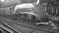 Kings Cross A4 no 60029 <I>Woodcock</I> after arrival at Newcastle Central, thought to be in 1961.<br><br>[K A Gray //1961]