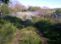 There's a viaduct in this picture; but the fence is the only giveaway from this angle. The bicycles appear to be growing among the other vegetation! View looks East towards Coldstream station - although the town of Coldstream is North of the viaduct. [see image 47684]<br><br>[Ken Strachan 21/05/2014]