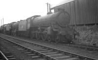 B1s stored at Bathgate awaiting disposal on 23 August 1964. Nearest is 61219, withdrawn from St Margarets earlier in the month. Standing behind is 61242 <I>Alexander Reith Gray</I>, a July withdrawal from Dalry Road shed. <br><br>[K A Gray 23/08/1964]
