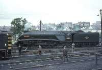 60019 <I>Bittern</I> in the shed yard at Ferryhill on 3 September 1966 being prepared for the return leg of the BR 'A4 Farewell Tour' to Buchanan Street.<br><br>[John Robin 03/09/1966]