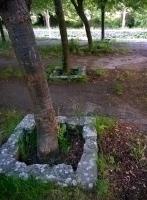 Sustrans has planted a tree to replace each former awning support at the site of the abandoned Mangotsfield South Junction to the East of Bristol city centre, seen here in May 2015.<br><br>[Ken Strachan 24/05/2015]