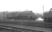 Gresley A4 meets EE Type 4. Scene in the shed yard at Gateshead on a grey Saturday 25 May 1963, with 60029 <I>Woodcock</I> replenishing its water supply while D254 looks on.<br><br>[K A Gray 25/05/1963]