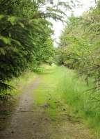 Deep in the forest at Lenabo, Aberdeenshire, is the trackbed of the railway running north from the the WW1 Royal Naval Airship Station to meet the GNSR Maud - Peterhead line near the site of Longside station. RNAS Longside became Operational in 1917, providing patrols across the North Sea and was rail-served from the start of construction.<br><br>[Brian Taylor 20/06/2015]