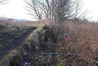 In amongst the undergrowth are the crumbling remains of the platform at Girvan (Old) station [see image 52550]. View west in February 2015.<br><br>[Colin Miller 02/02/2015]