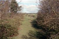 Just to the west of Scotsgap station (behind the camera) the lines to Reedsmouth (left) and Rothbury (right) divided and ran in parallel as if a double track railway for a while before diverging. There were water tanks to the left and a turntable to the right (where the white horse stands) on either side of the lines.<br><br>[Ewan Crawford //1998]