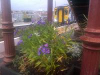 Late floral display, seen under the footbridge at Auchinleck in November 2015 as Sprinter 156509 pulls in. <br><br>[John Yellowlees 18/11/2015]