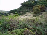 Taken on the 18th of October 2005, this view looks directly at where the southern portal of Penmanshiel Tunnel was from the former A1 overbridge.<br><br>[Edward Pearce 18/10/2005]