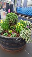 Daffodils at Kilmarnock, it must be springtime.<br><br>[John Yellowlees 05/02/2016]