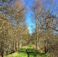 This embankment shot was taken in April 2015 facing east. This section can now be seen from the main road as the forestry commission recently removed the trees in front of this. The embankment leads up towards the Tillyfourie cutting itself, and is well over a mile from Tillyfourie Station. It is possible to walk the trackbed for a small section and is used by local residents.<br><br>[Wyndham Williams /04/2015]