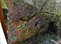 Trunk route, or branch line? Just West of the site of the former Towcester station, this tree is growing happily from an accommodation bridge abutment.<br>
It was the remarkable variety of colours that caught my eye; including red and blue brick, moss, and graffiti!<br><br>[Ken Strachan 11/03/2016]