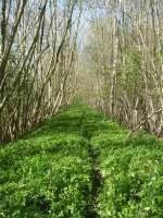 View north from near where an abutment existed for a bridge that previously crossed the B1257, behind the camera, at Spring Hill west of Stonegrave. The Bluebell covered trackbed runs towards Nunnington Station on the former line to Hemsley and Kirbymoorside. A footpath crosses the trackbed in the distance from Scarlet Wood on the right.<br><br>[David Pesterfield 02/05/2016]