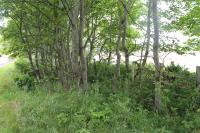 The remains of Cambusavie Platform, alongside the minor road to Skelbo at the A9 junction, in July 2016. The old fencing can be seen on top of a mound (no pun intended) alongside the overgrown Dornoch line trackbed overlooking Loch Fleet. Just behind the clump of trees the fencing slopes down, presumably in line with the old platform ramp. <br><br>[Mark Bartlett 20/07/2016]