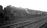 Amongst the locomotives awaiting disposal in the yard at Bathgate in November 1963 is A2 60534 <I>Irish Elegance</I>. Withdrawn from St Margarets shed at the end of 1962, the Pacific was cut up at Campbell's of Airdrie in June 1964.<br><br>[K A Gray 18/11/1963]