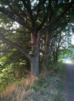 Sunset against tree trunks, looking North towards Donyatt Halt [see image 52165]. In steam days, of course, trees would never have grown to this height anywhere near the solum.<br><br>[Ken Strachan 27/08/2016]