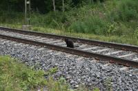 Not quite Skimbleshanks but a more serious railway cat (belonging to a neighbour)  called Inspektören (The Inspector) on his daily rounds checking the track. Perhaps he was a Banvakt (railway section supervisor) in one of his previous lives? Looks like the OHLE mast in the background is needing painted, eh?<br><br>[Charlie Niven 10/08/2013]