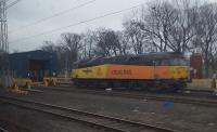 'Robin of Templecombe' at Craigentinny.<br><br>[John Yellowlees 22/01/2017]