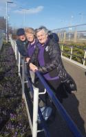 Eskbank adopt a station: Dalkeith lady Rotarians mark International Women's Day by inspecting purple crocuses that they have planted at Eskbank Station as part of Rotary International's campaign to raise awareness of the continuing presence of polio.<br><br>[John Yellowlees 08/03/2017]