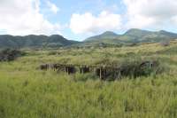 Former sugar cane transfer station, seen from a passing train on the St Kitts Scenic Railway. This appears to be the same location photographed in 2009 See image [[23010]] and the abandoned trucks clearly haven