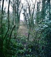 Looking South at Chard North, here is one of the 'back to nature' parts of the line from Ilminster [see image 56377]. The cyclepath has a smooth tarmac surface, but dodges on and off the actual trackbed.<br><br>[Ken Strachan 04/03/2017]