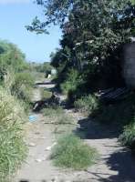 A donkey finds a little shade on a section of abandoned St Kitts Railway trackbed in February 2017. This view looks south from the level crossing near Fairview, a former plantation house overlooking the west coast to the north of Basseterre. The last train on this part of the line ran around 2005. <br><br>[Mark Bartlett 18/02/2017]