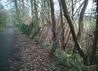 On the Stop Line Way approaching Chard from the North in March 2017. The concrete fenceposts indicate either a prevailing wind, or a soft embankment. [See image 58473]<br><br>[Ken Strachan 04/03/2017]