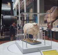 <I>Dilly-Dollys</I>: Wylam Dilly, the second oldest surviving locomotive in the world, and Dolly the Sheep on display at the National Museum of Scotland.<br><br>[John Yellowlees 01/05/2017]
