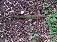 Old telegraph insulators steadfastly refusing to biodegrade, just South of Lutterworth. <br><br>[Ken Strachan 14/05/2010]