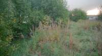 View east over the overgrown remains of the two platforms at Darvel in 1996. The goods yard was to the right. A couple of lamp standards remained but the buildings were gone and platforms were just mounds. The site has been cleared since.<br><br>[Ewan Crawford //1996]